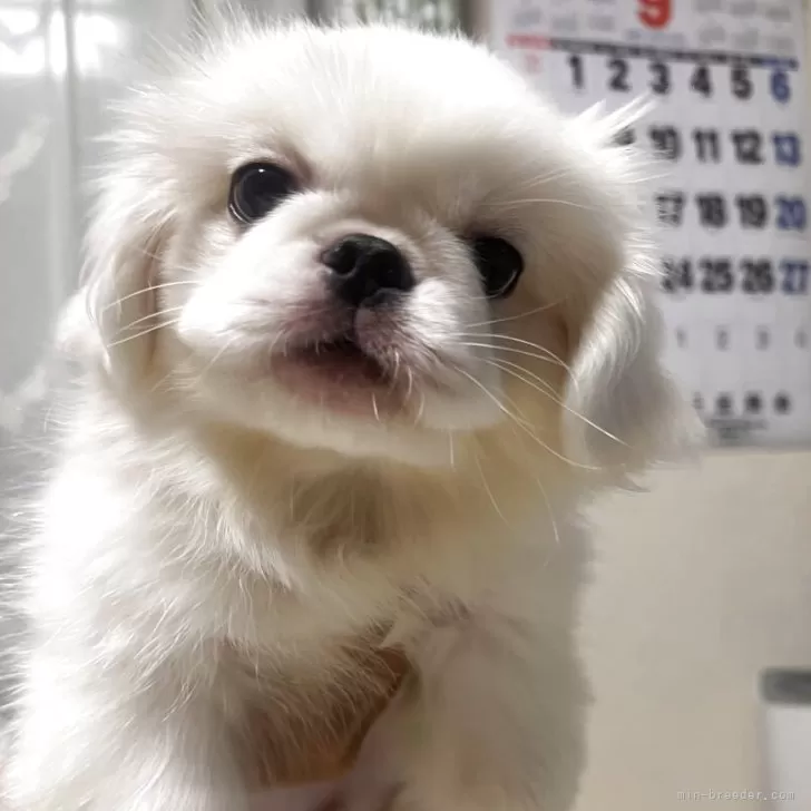 ID：2508-00377の子犬