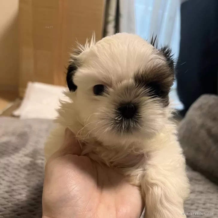 みみ 様のお迎えした子犬
