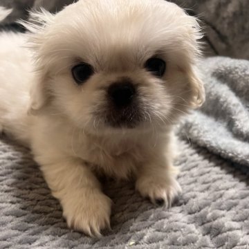 ペキニーズ【神奈川県・男の子・2024年10月22日・ホワイト&クリーム】の写真「母乳沢山飲んでスクスク成長中です」