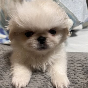 ペキニーズ【神奈川県・男の子・2024年10月21日・ホワイト&クリーム】の写真「ムチムチです」