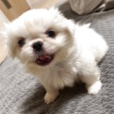 ペキニーズ