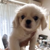 ペキニーズ