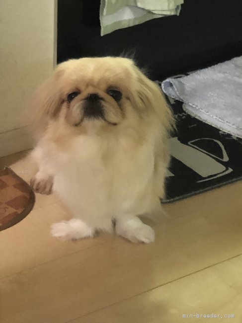 ペキニーズ【・女の子・2019年8月23日・ホワイト＆クリーム】