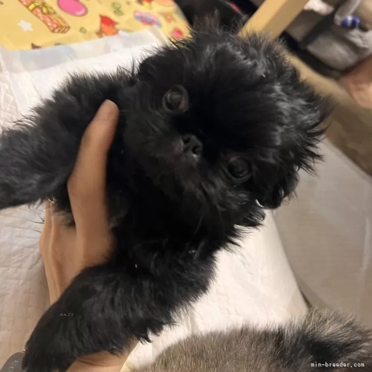 ID:2406-03172の子犬