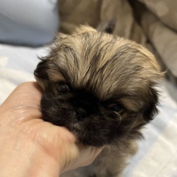 ペキニーズ【神奈川県・女の子・2024年3月23日・フォーン】の写真「甘えん坊さんです😊」