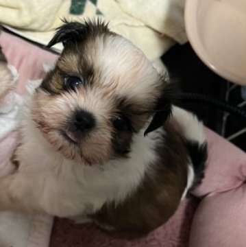 シーズー【神奈川県・女の子・2022年12月19日・ホワイト&ゴールド】の写真「2月5日までの掲載となります。」