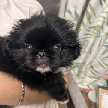 ペキニーズ【神奈川県・男の子・2024年3月23日・ブラック&ホワイト】の写真「とても元気に成長中😊」