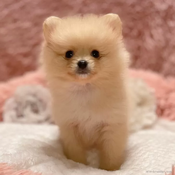 T.N 様のお迎えした子犬
