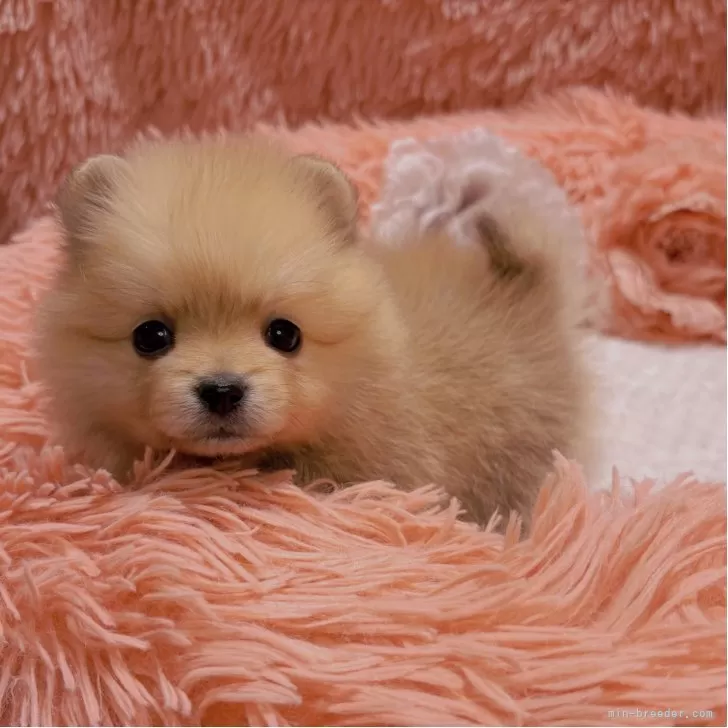 ポメラニアン【大阪府・女の子・2025年10月3日・オレンジ】の写真1