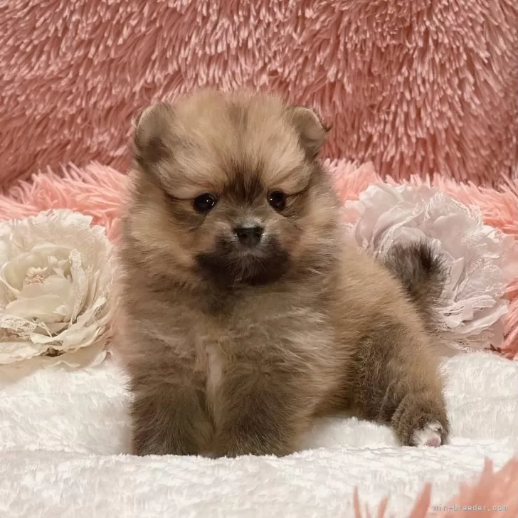 D.T 様のお迎えした子犬