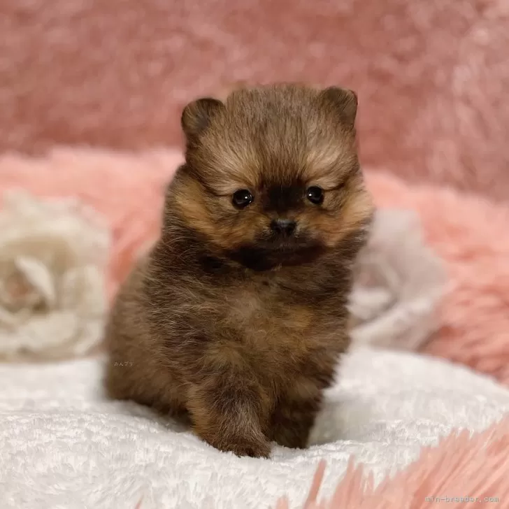 ID:2503-01668の子犬