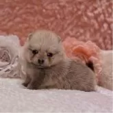 ポメラニアン