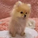 ポメラニアン【大阪府・女の子・2025年9月5日・オレンジ】の写真2