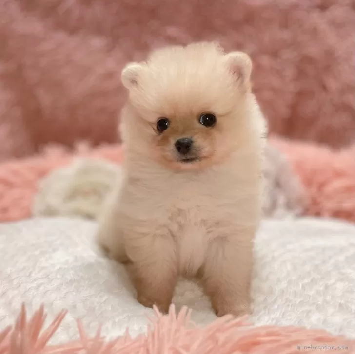 ID：2407-01452の子犬