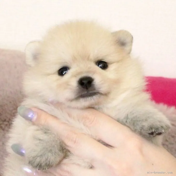 ID：2308-05563の子犬