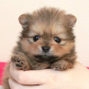 ポメラニアン【大阪府・女の子・2022年12月1日・オレンジ】の写真「クリックリの大きな瞳♥激かわ4兄妹」