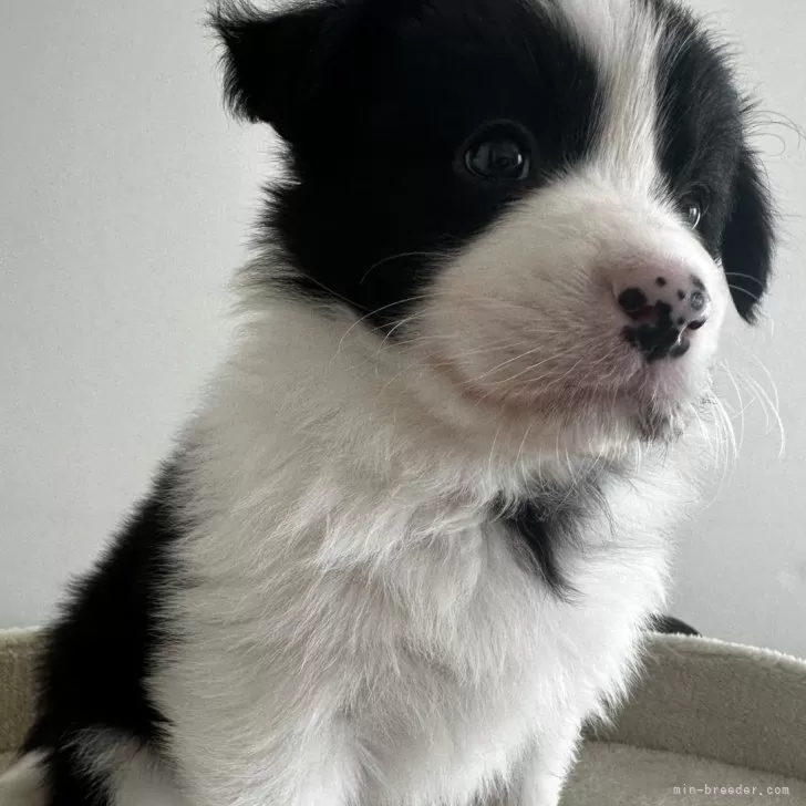 ID:2502-01363の子犬