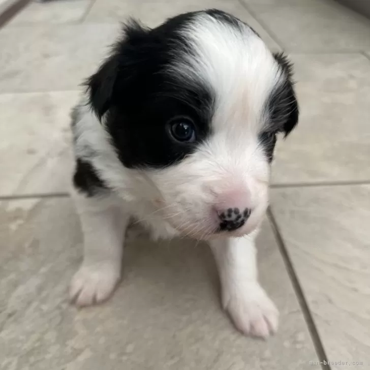リリー 様のお迎えした子犬