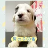 オールドイングリッシュシープドッグ