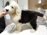 オールドイングリッシュシープドッグ【千葉県・男の子・2025年2月12日・グレー&ホワイト】の写真8
