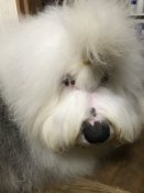 オールドイングリッシュシープドッグ【・男の子・2018年4月18日・グレー&ホワイト】