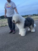 オールドイングリッシュシープドッグ【・男の子・2018年4月18日・グレー&ホワイト】