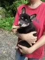 豆柴【静岡県・男の子・2025年5月18日・黒】の写真11