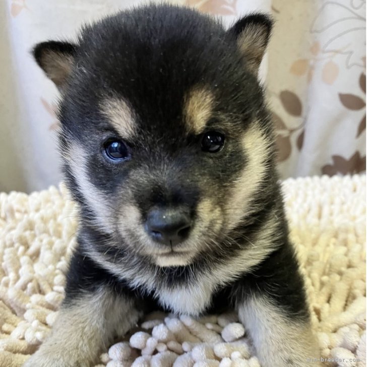 ブリーダー画像