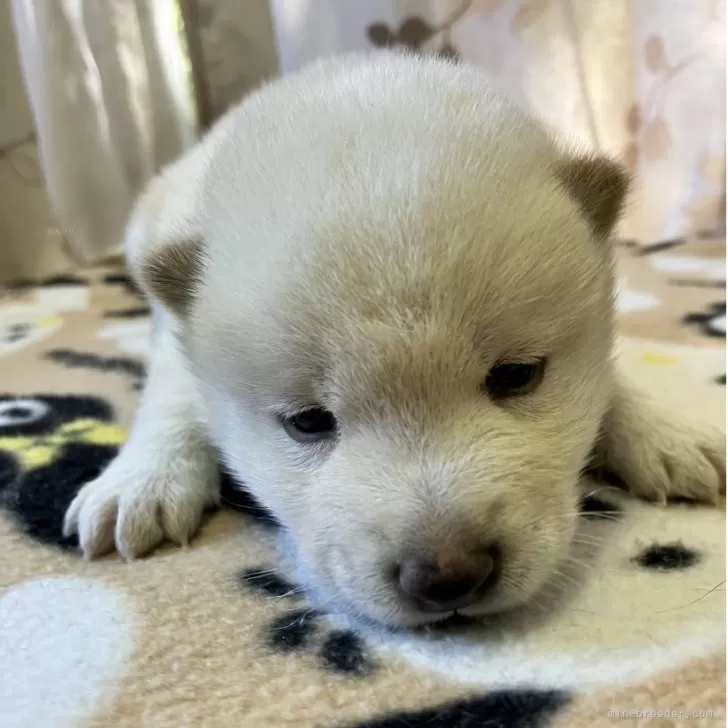 豆柴【静岡県・男の子・2025年10月17日・白】の写真1