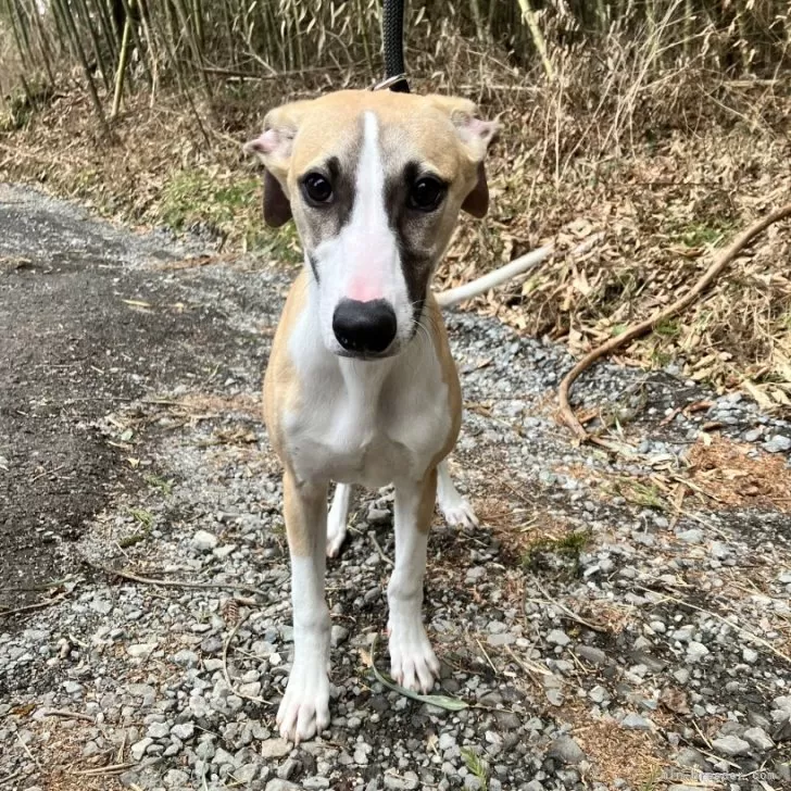 ID:2410-04169の子犬