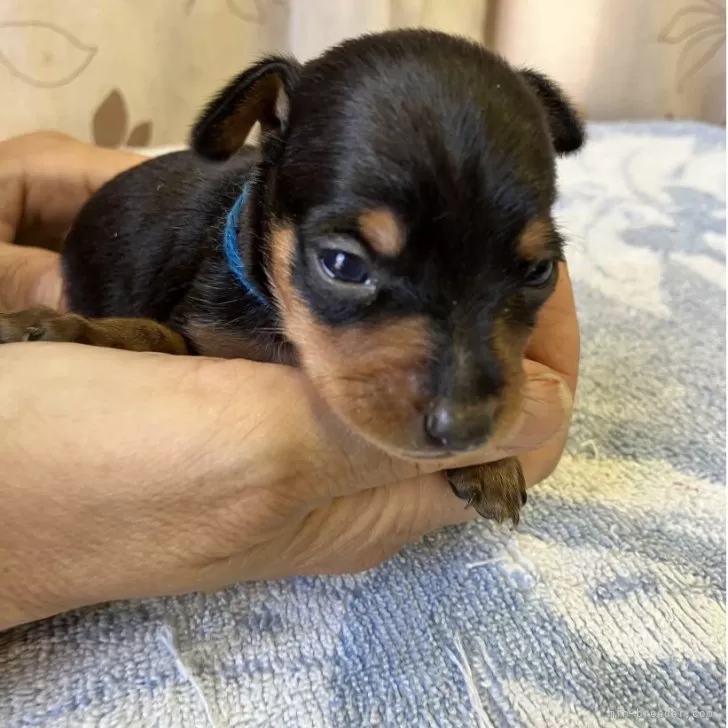 J.M 様のお迎えした子犬