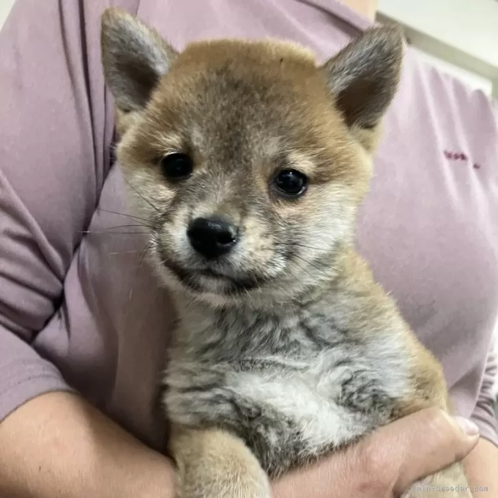 ID:2412-01888の子犬