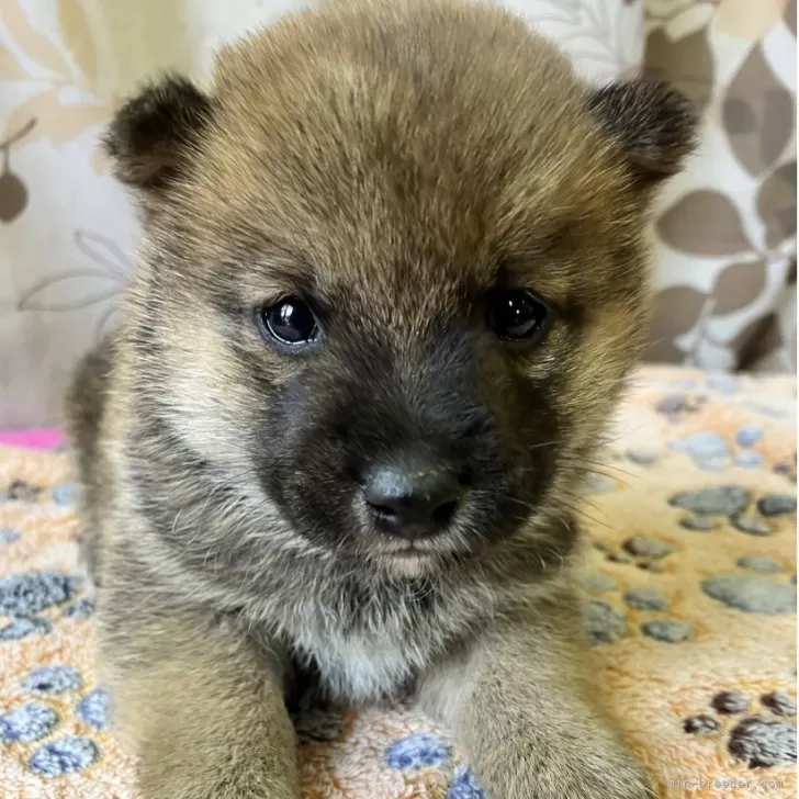 豆柴【静岡県・男の子・2025年10月8日・赤】の写真1