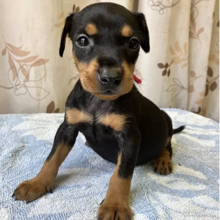 ID：2508-08651の子犬