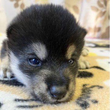 柴犬(豆柴)【静岡県・男の子・2025年10月17日・黒】の写真「白黒兄弟　キリッとイケメン予定のクロクマ君♡」