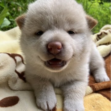 柴犬(標準サイズ)【静岡県・女の子・2025年6月6日・白】の写真「赤白兄妹の眠そうなお目めが印象的な白女の子」