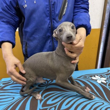 イタリアングレーハウンド【静岡県・男の子・2024年9月13日・ブルーアンドホワイト】の写真「2兄弟　小さい弟はアクティブで元気いっぱい！」