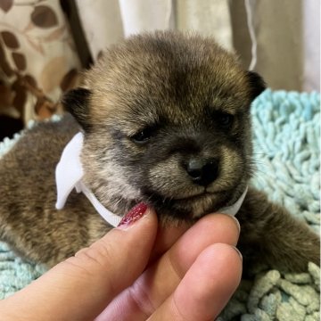 豆柴【静岡県・男の子・2025年10月20日・赤】の写真「5兄妹　好奇心旺盛な白リボン君」