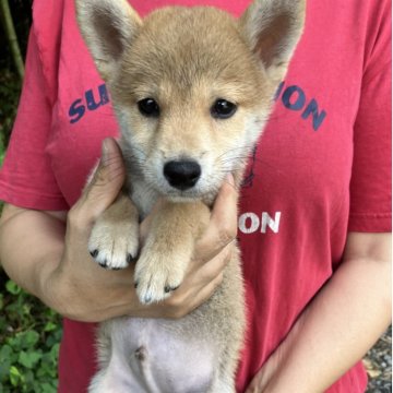 柴犬(豆柴)【静岡県・男の子・2025年5月18日・赤】の写真「5兄妹の1番小さな三男レッドリボン君」