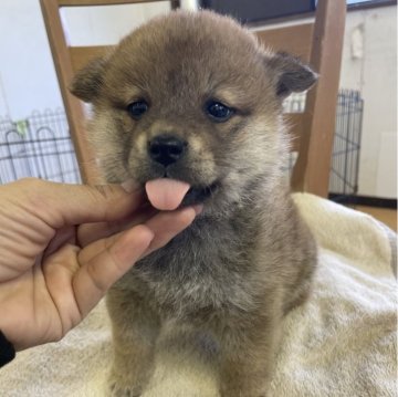 柴犬(標準サイズ)【静岡県・男の子・2025年3月5日・赤】の写真「2兄弟のむっちりモフモフボディが魅力的な兄」