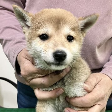 柴犬(豆柴)【静岡県・女の子・2024年10月4日・赤】の写真「されるがままな優しくて大人しい女の子」