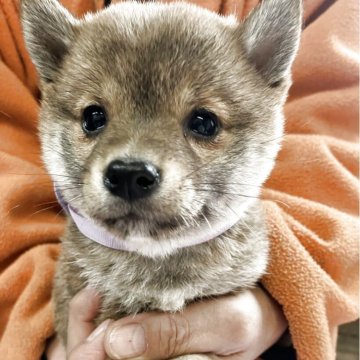 柴犬(豆柴)【静岡県・女の子・2025年2月9日・赤】の写真「4兄妹　1番機敏で人大好き！な次女」