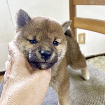 柴犬(豆柴)【静岡県・男の子・2025年2月14日・赤】の写真「3兄妹長男　骨格のしっかりした熊さんみたいな男の子」