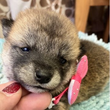 豆柴【静岡県・女の子・2025年10月20日・赤】の写真「5兄妹　タレ目美人なピンクリボンちゃん」