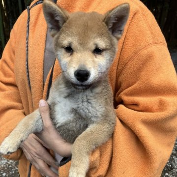 柴犬(豆柴)【静岡県・男の子・2024年10月2日・赤】の写真「とっても大人しい控えめシャイボーイ」