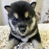 豆柴【静岡県・男の子・2025年10月17日・黒】の写真1