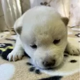 豆柴【静岡県・男の子・2025年10月17日・白】の写真1