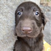 フラットコーテッドレトリバー