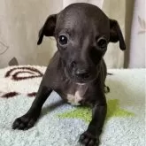 イタリアングレーハウンド