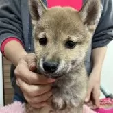 豆柴【静岡県・男の子・2024年9月20日・赤】の写真1
